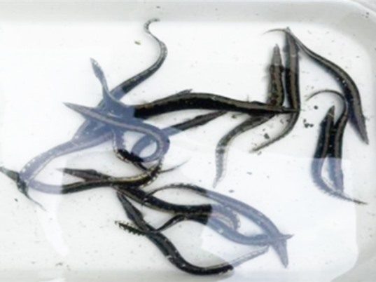 TP Hồ Chí Minh: Cải tiến quy trình sản xuất giống cá chạch lấu 